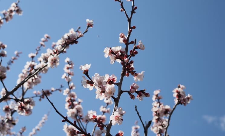 apricot blossom in okinawa in japan