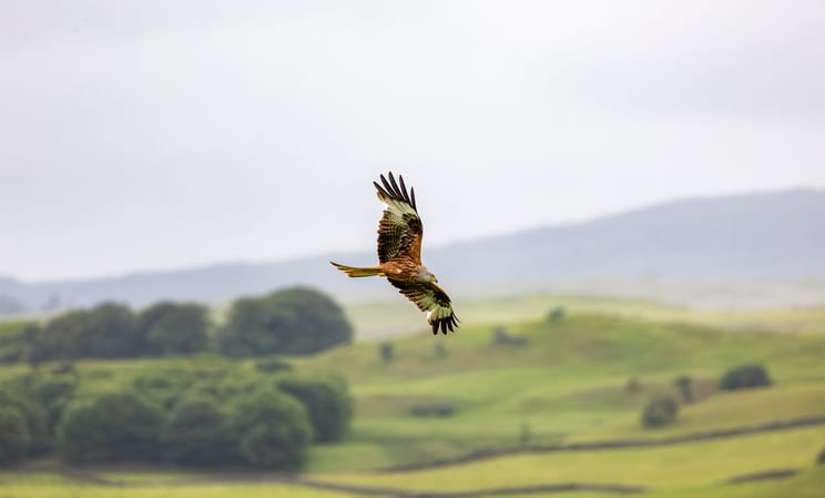 red kite bird in scotland