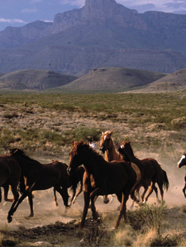 Luxury Holiday in Texas, USA