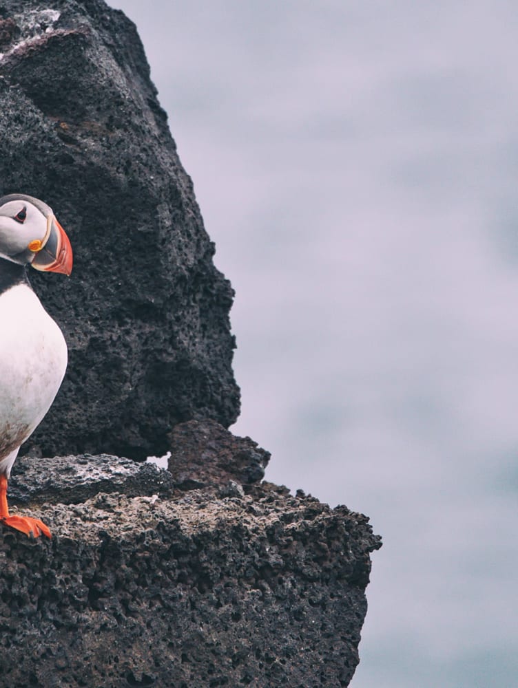 Puffins in Vestmannaeyjar, Westman Islands