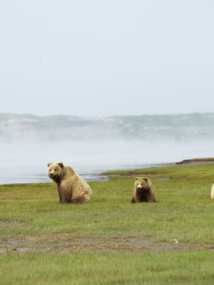 Bear watching in Alaska