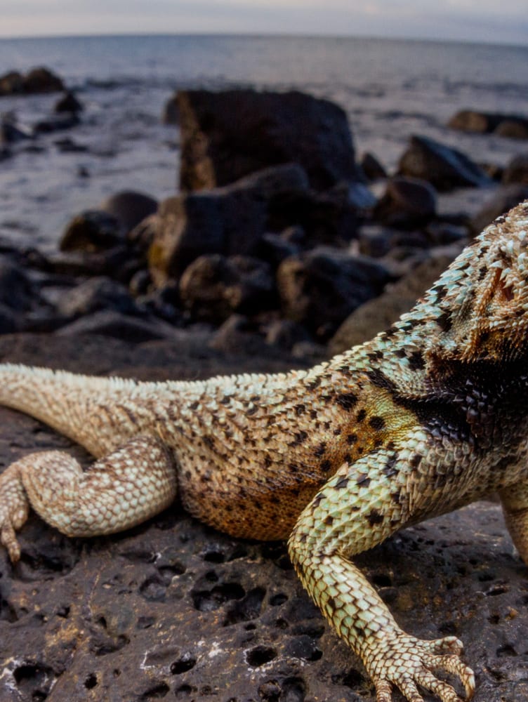Galapagos wildlife