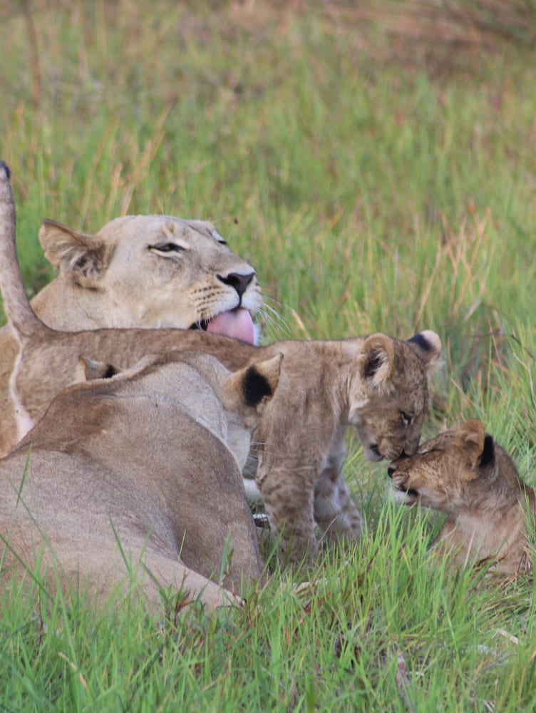 Lion Botswana