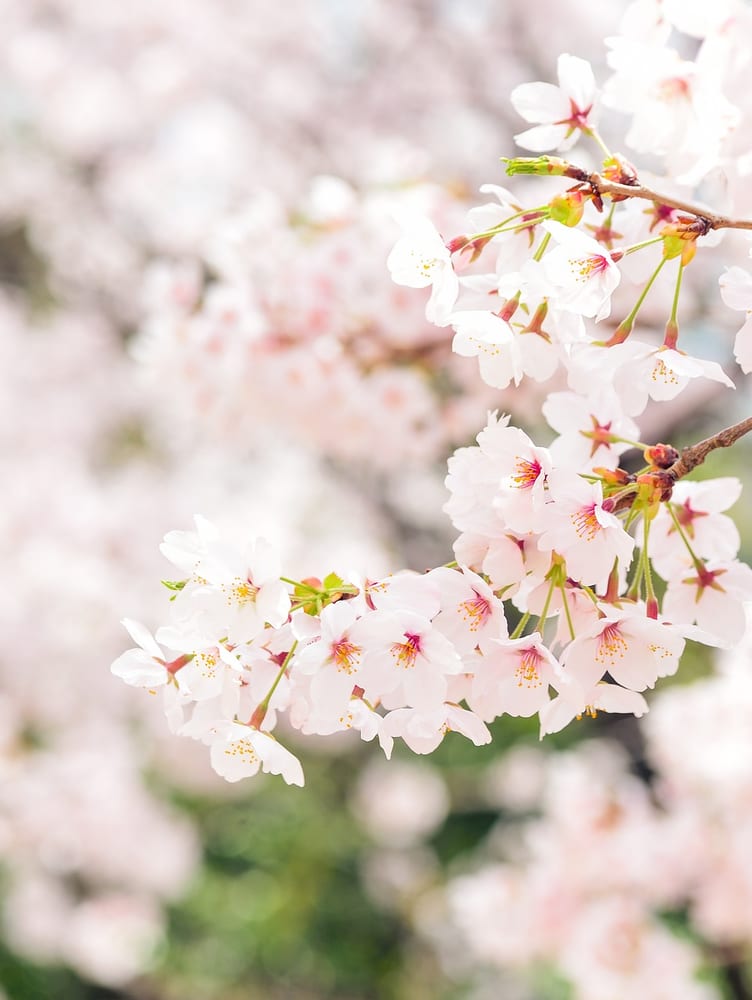 japan blossom