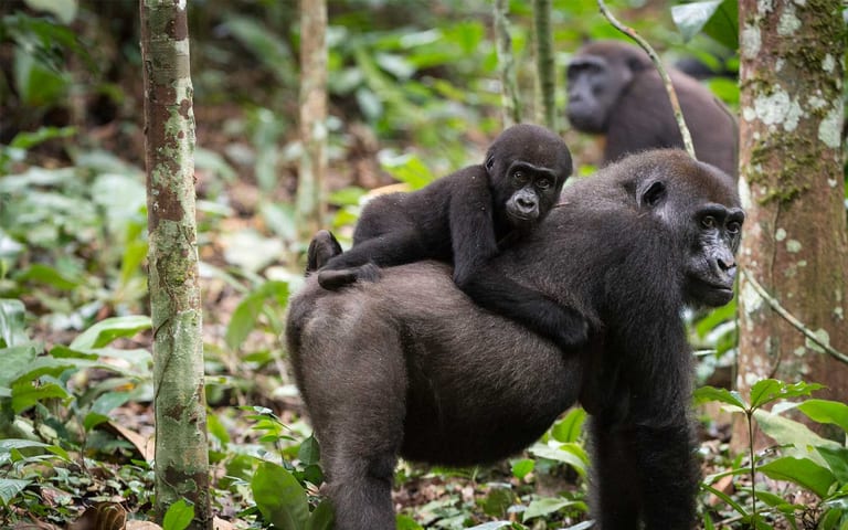 Gorilla trekking in Congo