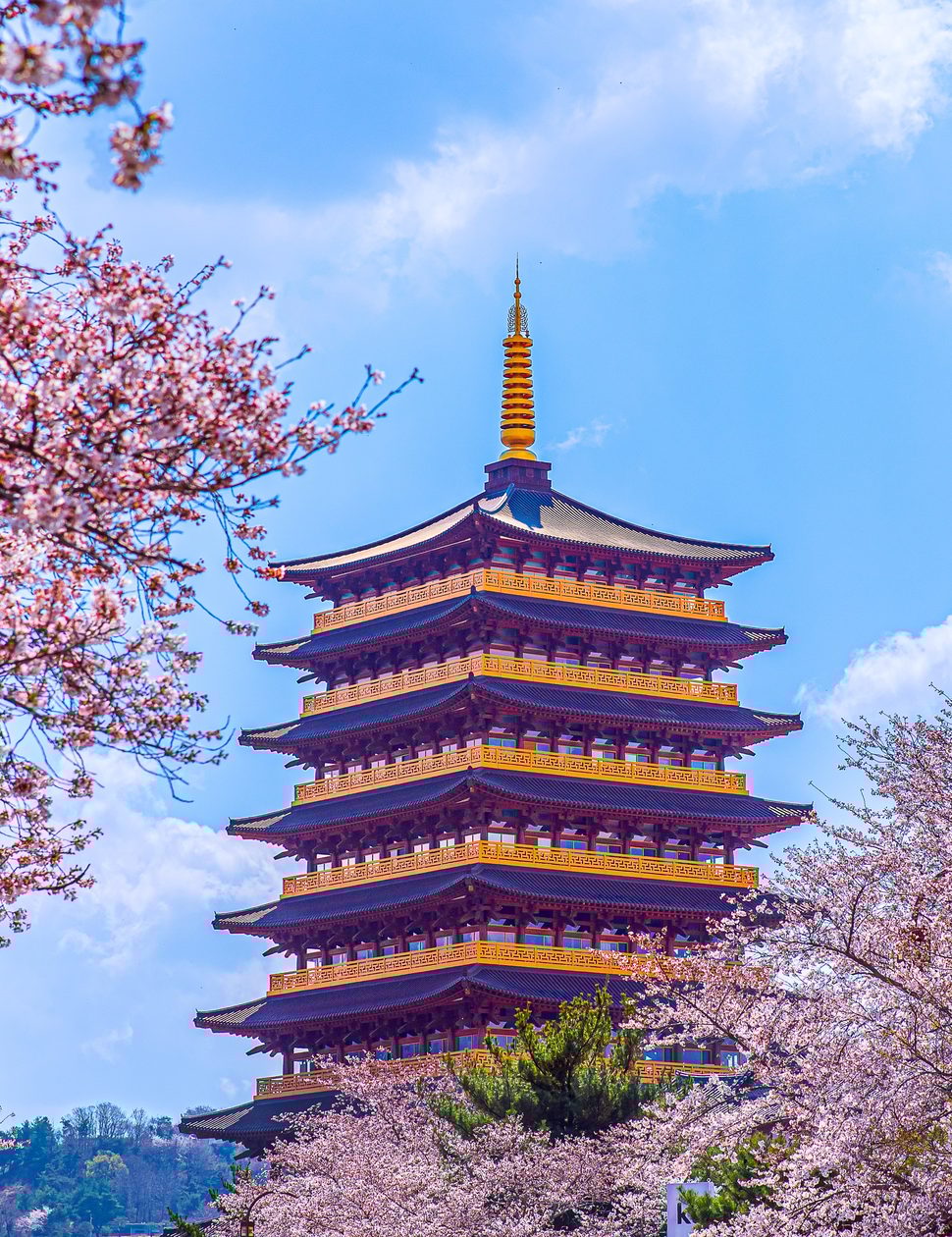 cherry blossom in south korea
