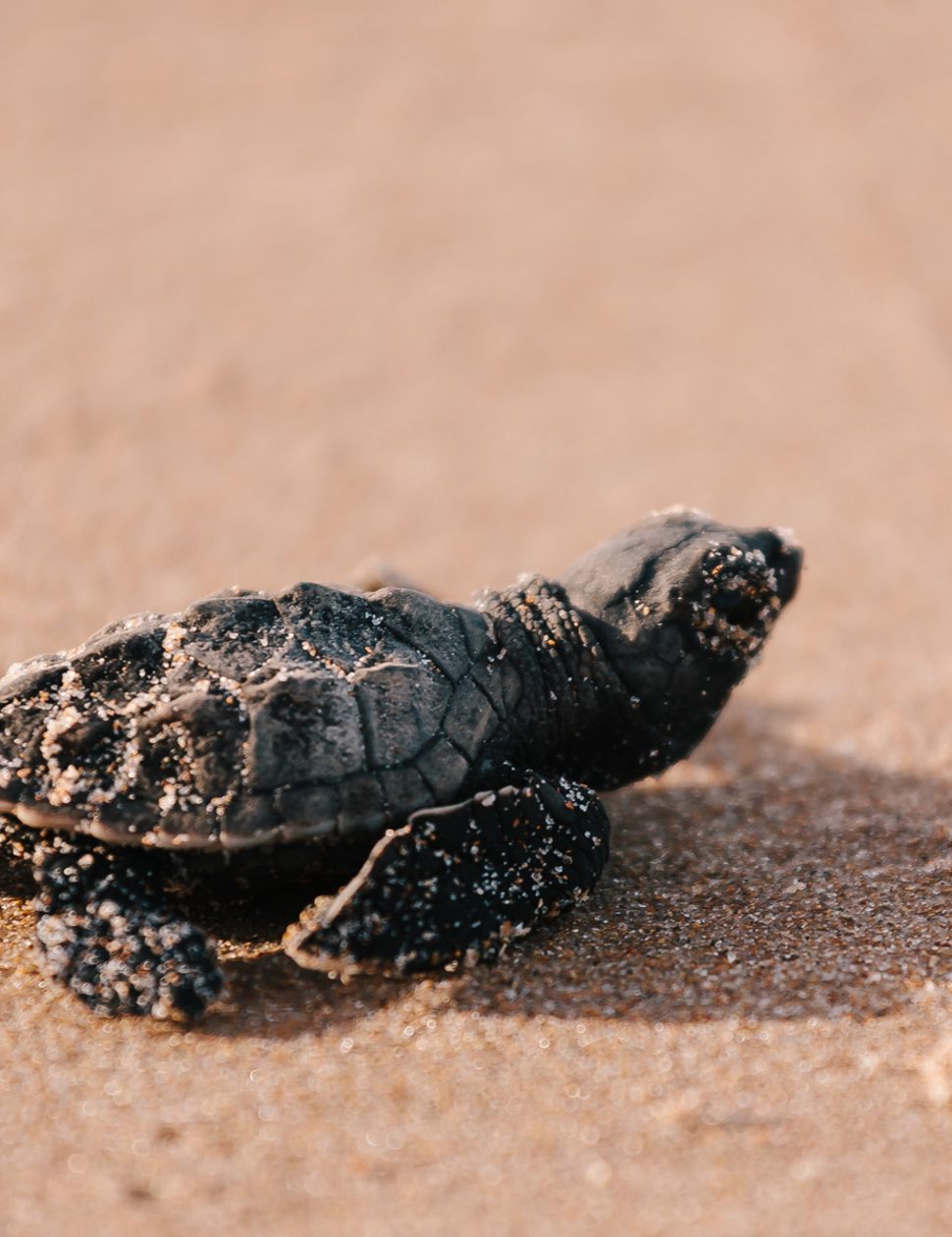 Turtle watching in Antigua