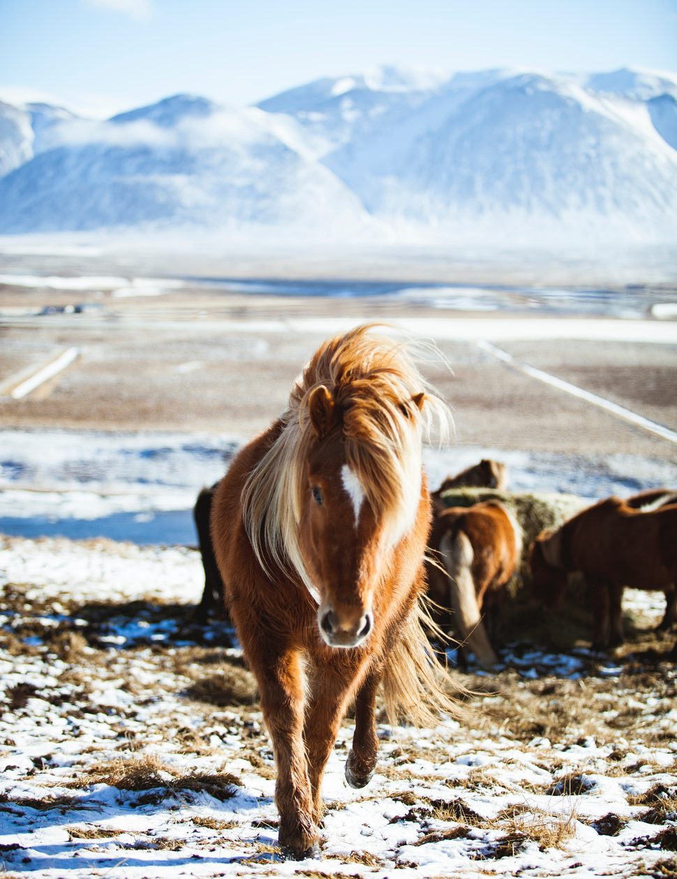 Iceland horse