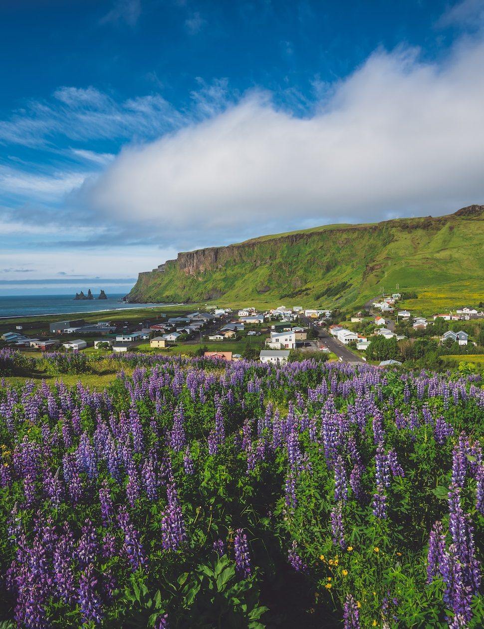 Summer in Iceland with lavender fields
