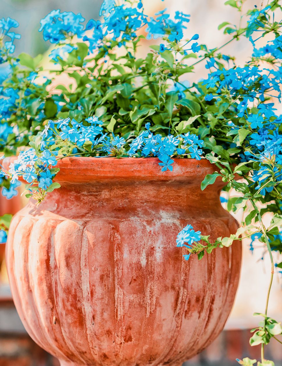 Flowers in Capri