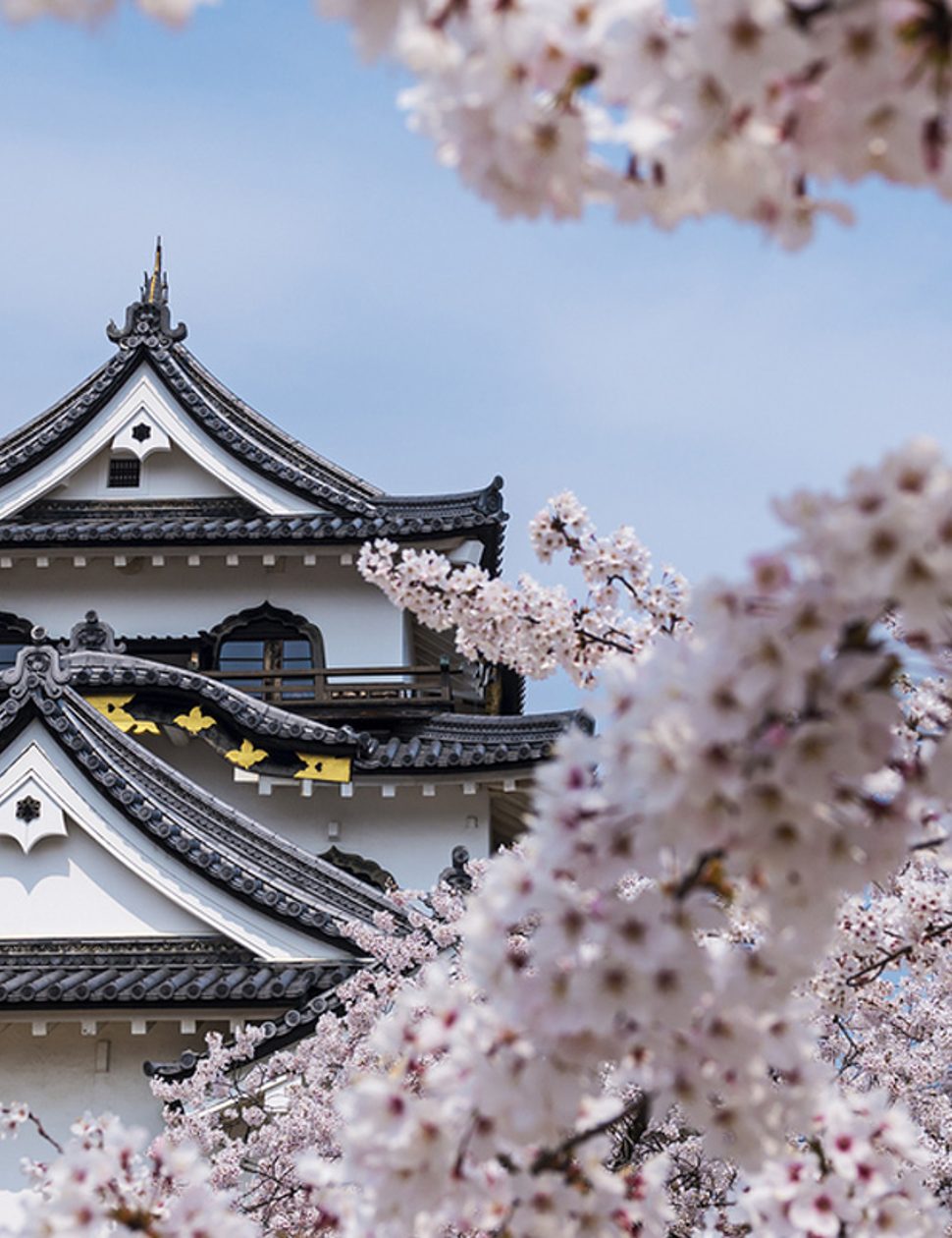 castle in japan with cherry blossom