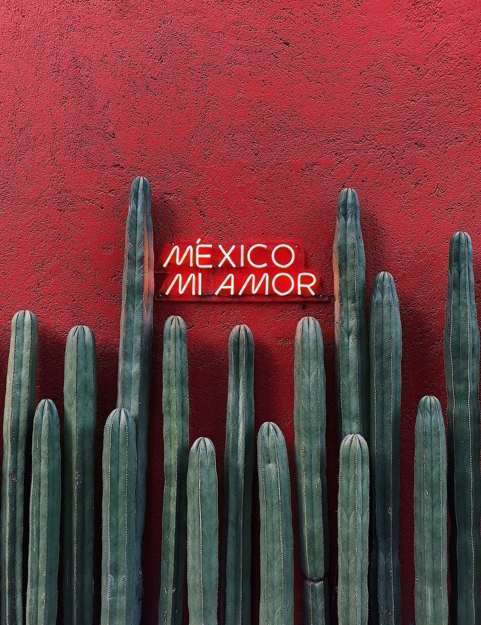 Mexico cactus