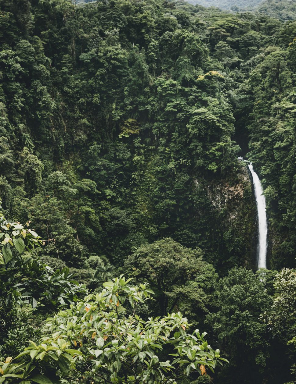 Costa Rica jungle