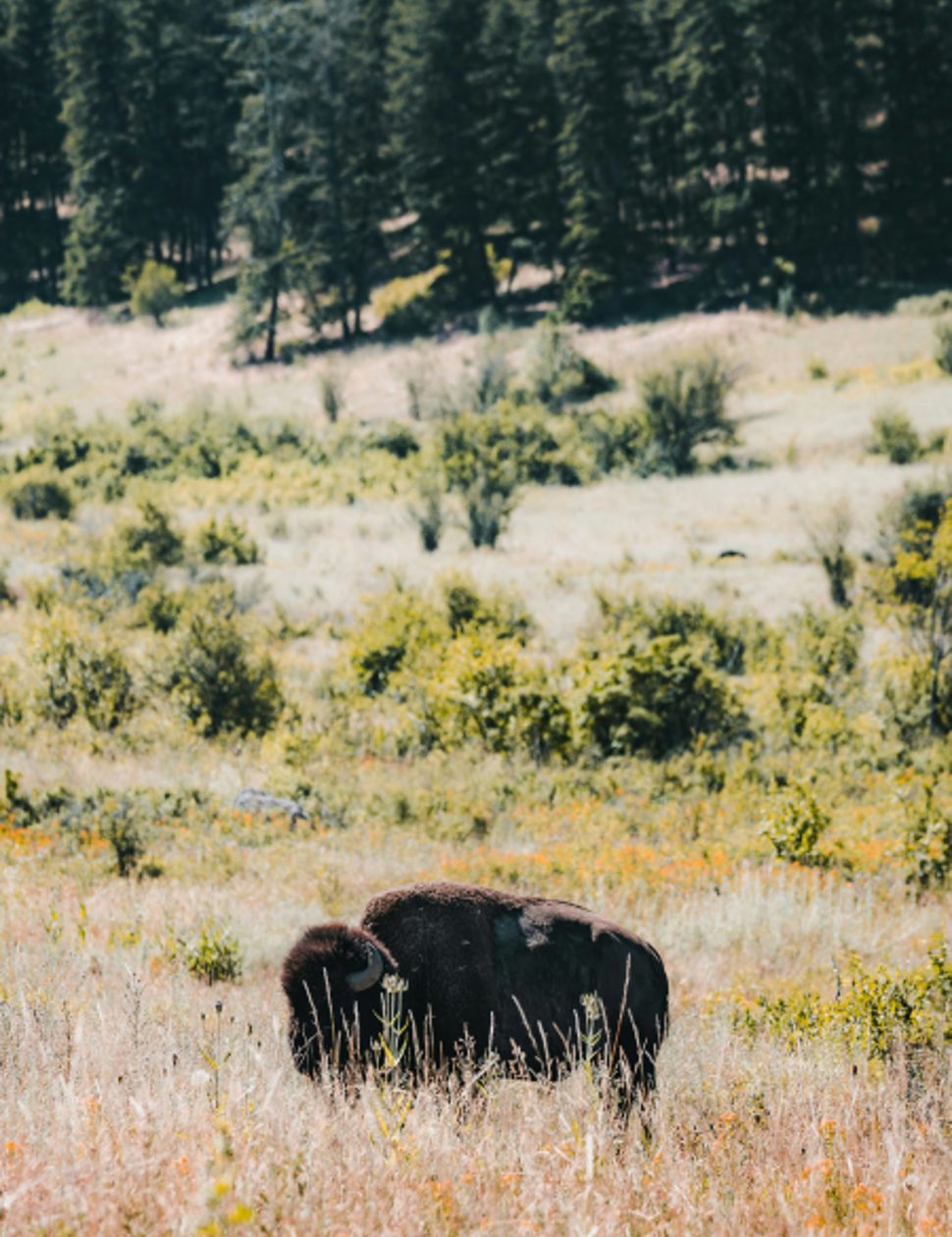 Bison Range, Montana, USA