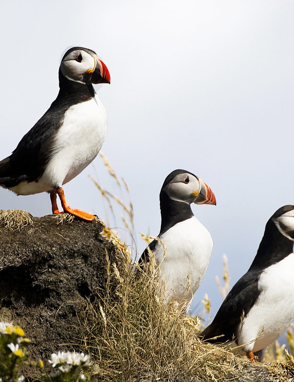 Puffin watching in South Iceland