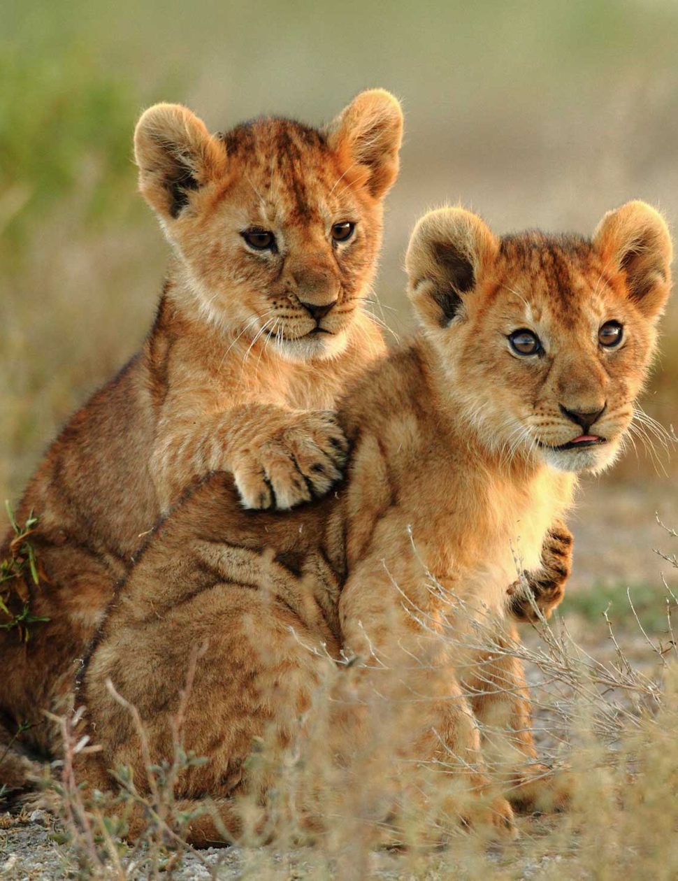 See lions on safari in Botswana