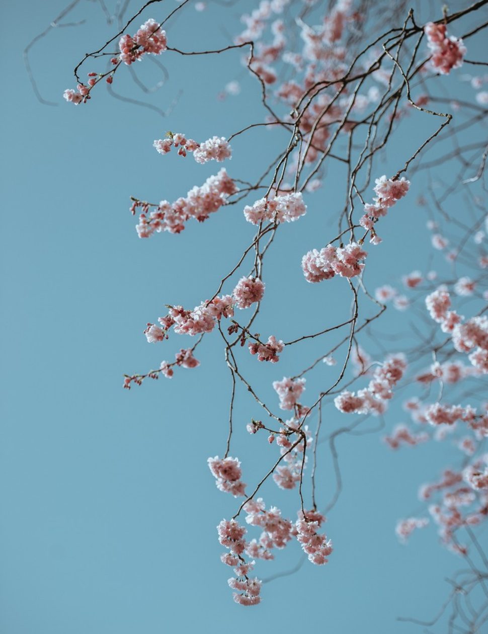 cherry blossom branch in japan