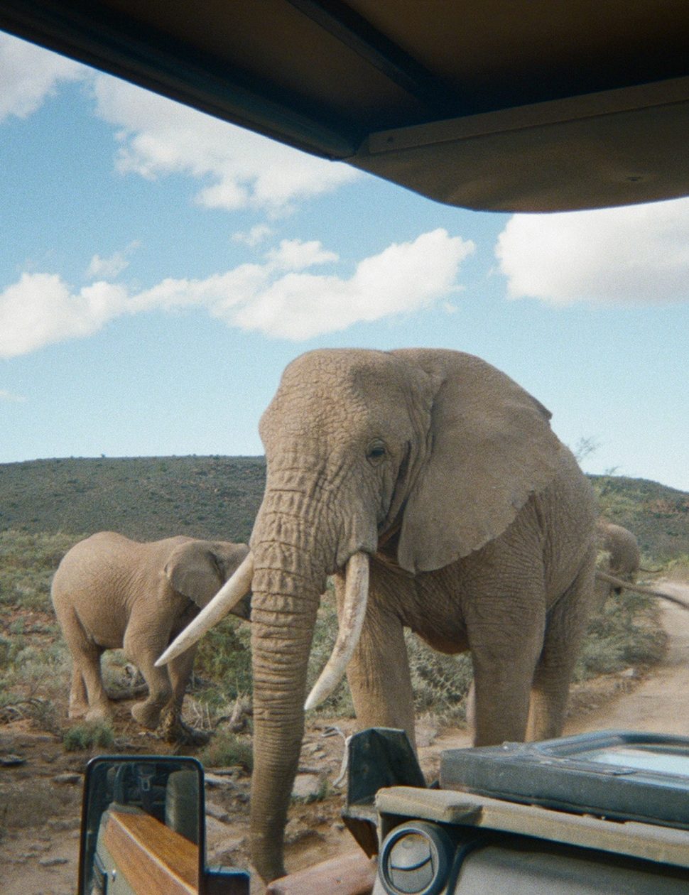 South Africa big five