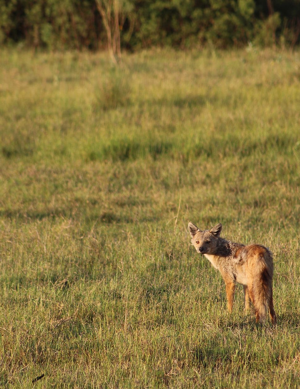 Jackal Botswana