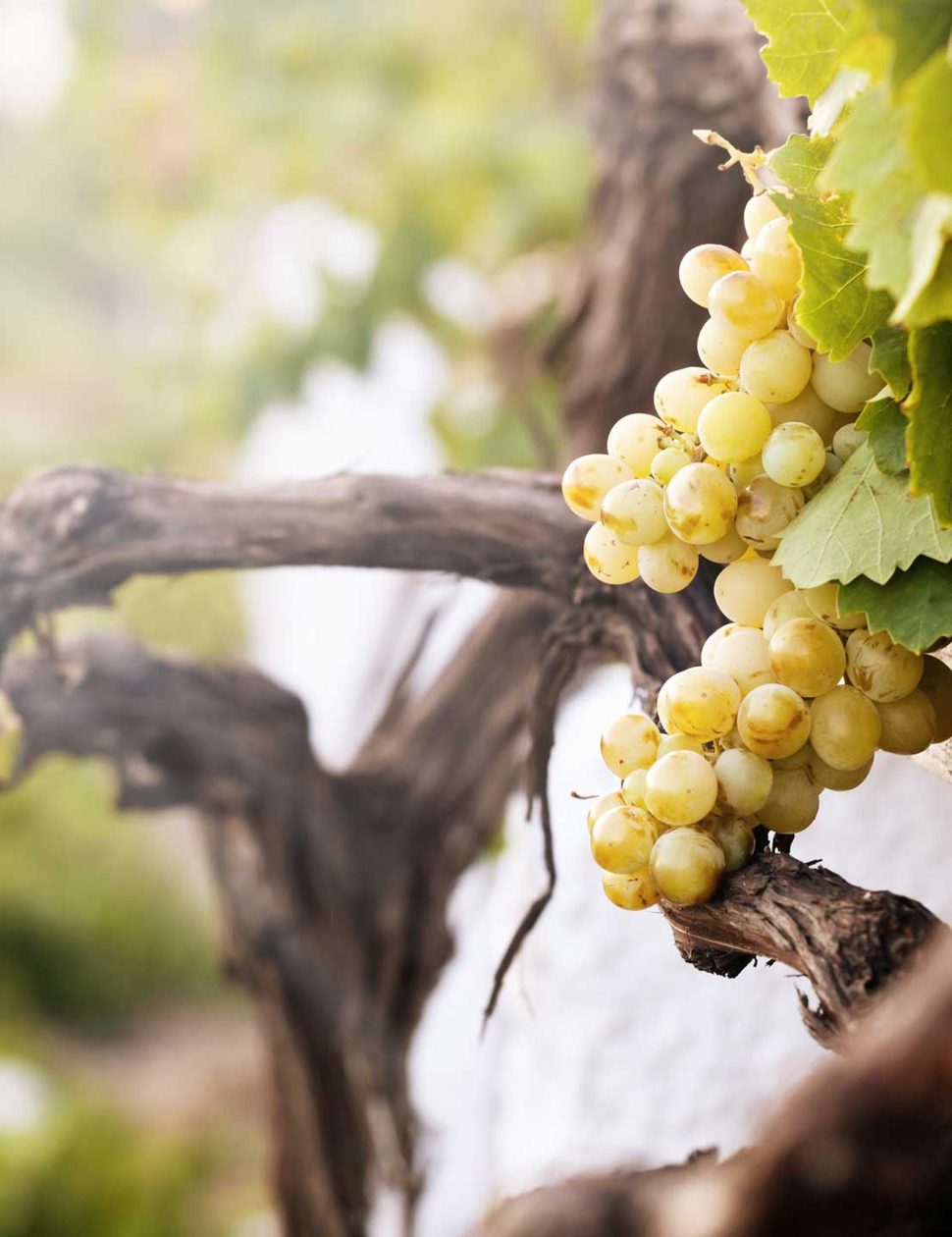 Wine tasting in Greece