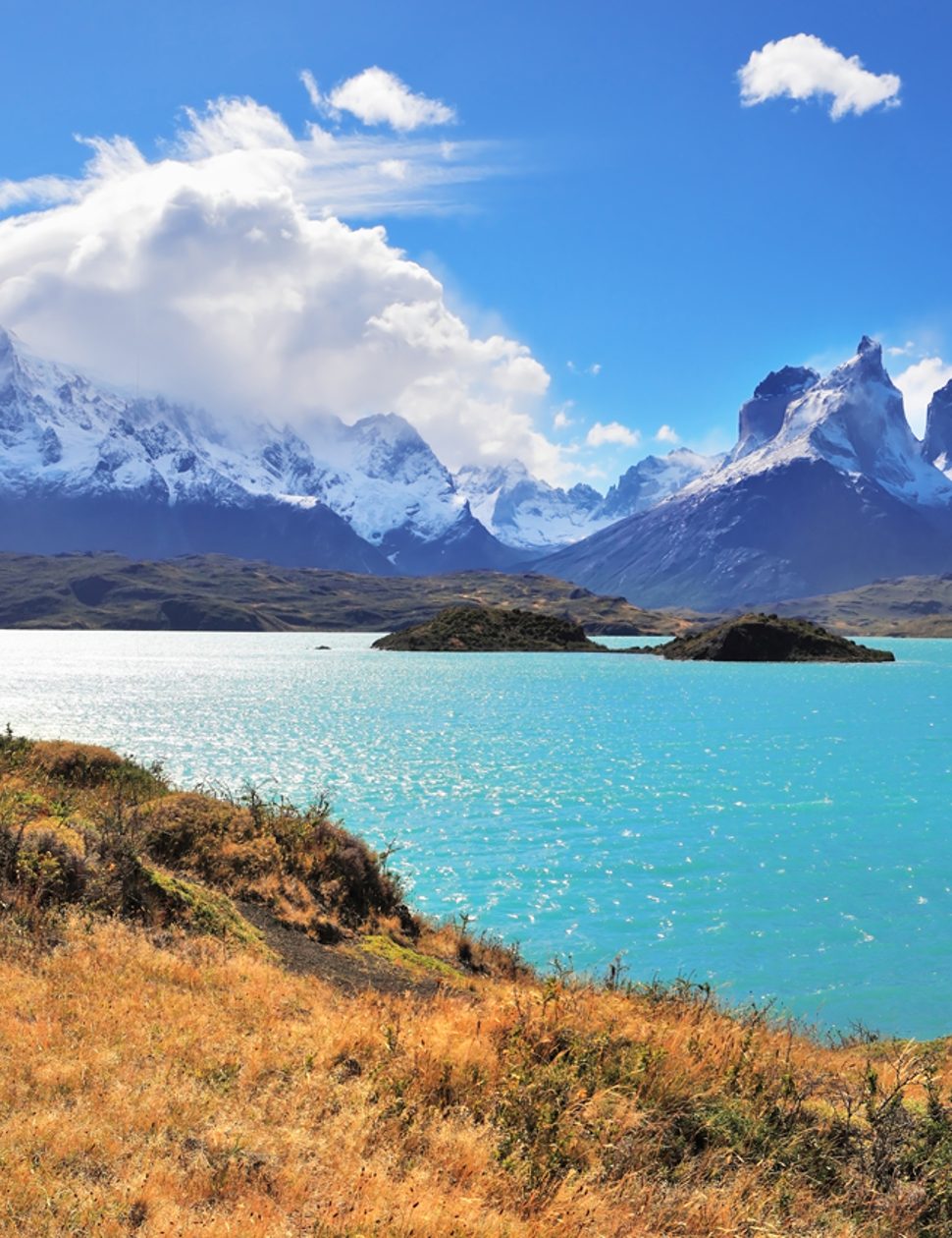 llama torres del paine chile