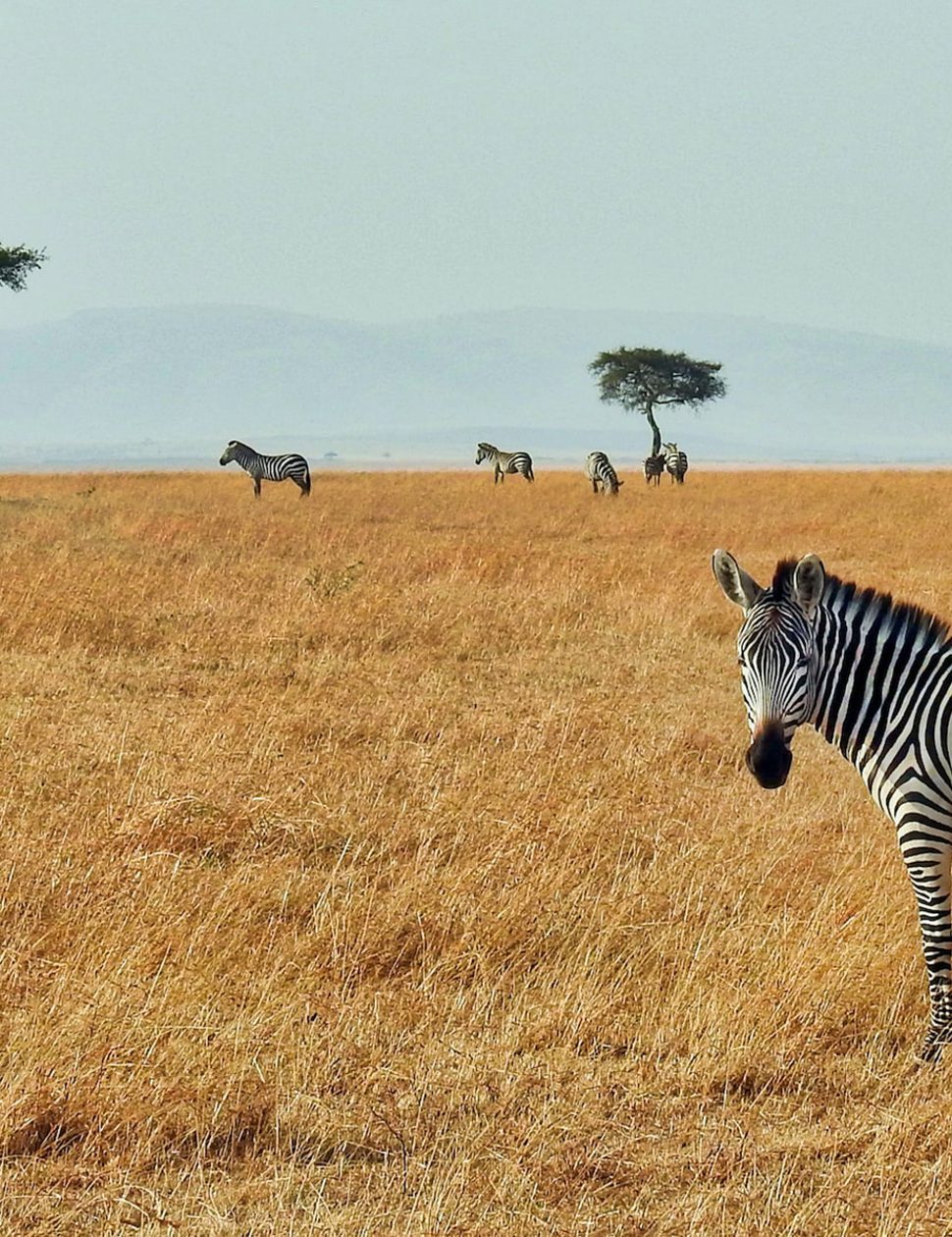 Luxury travel in Africa