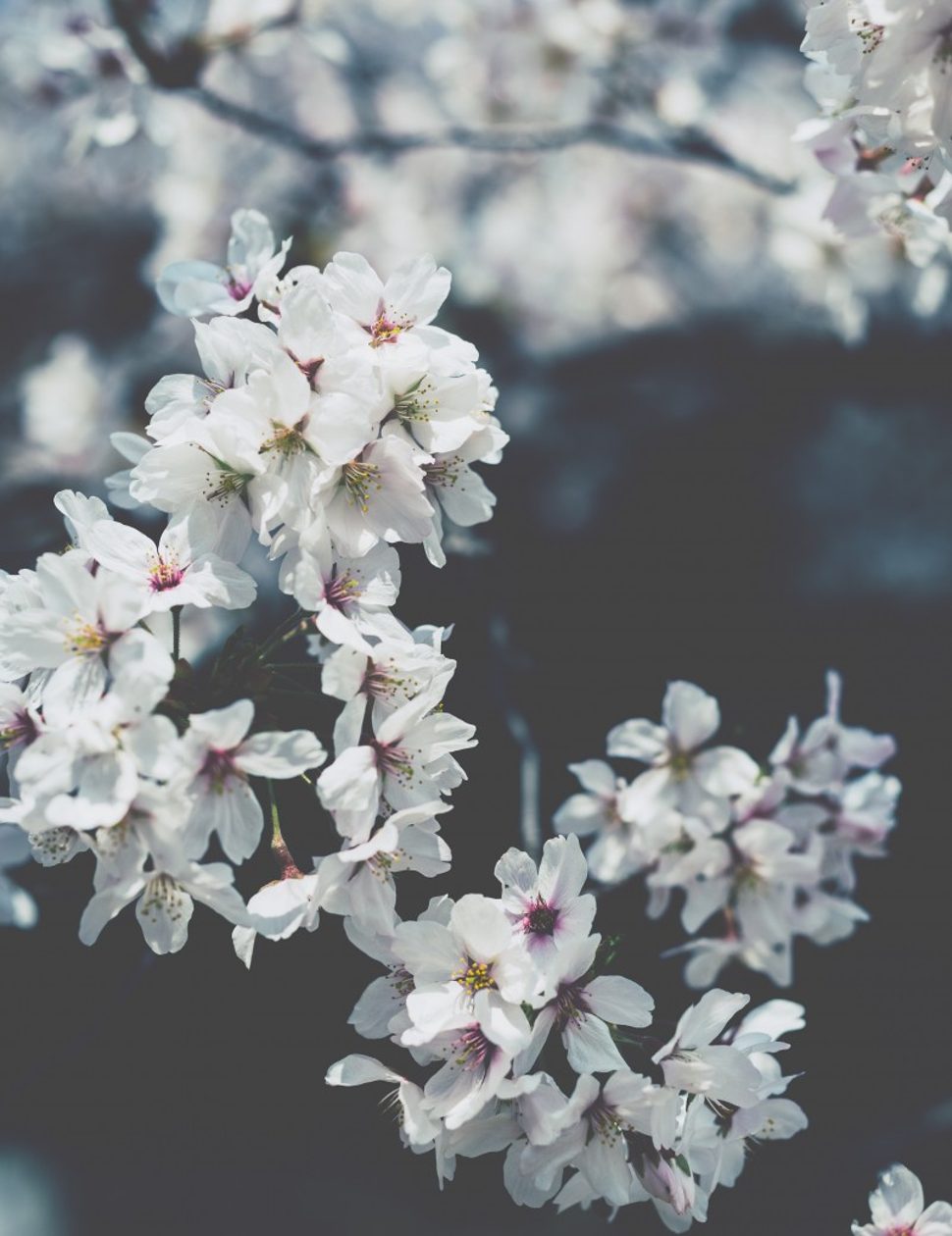 cherry blossom japan