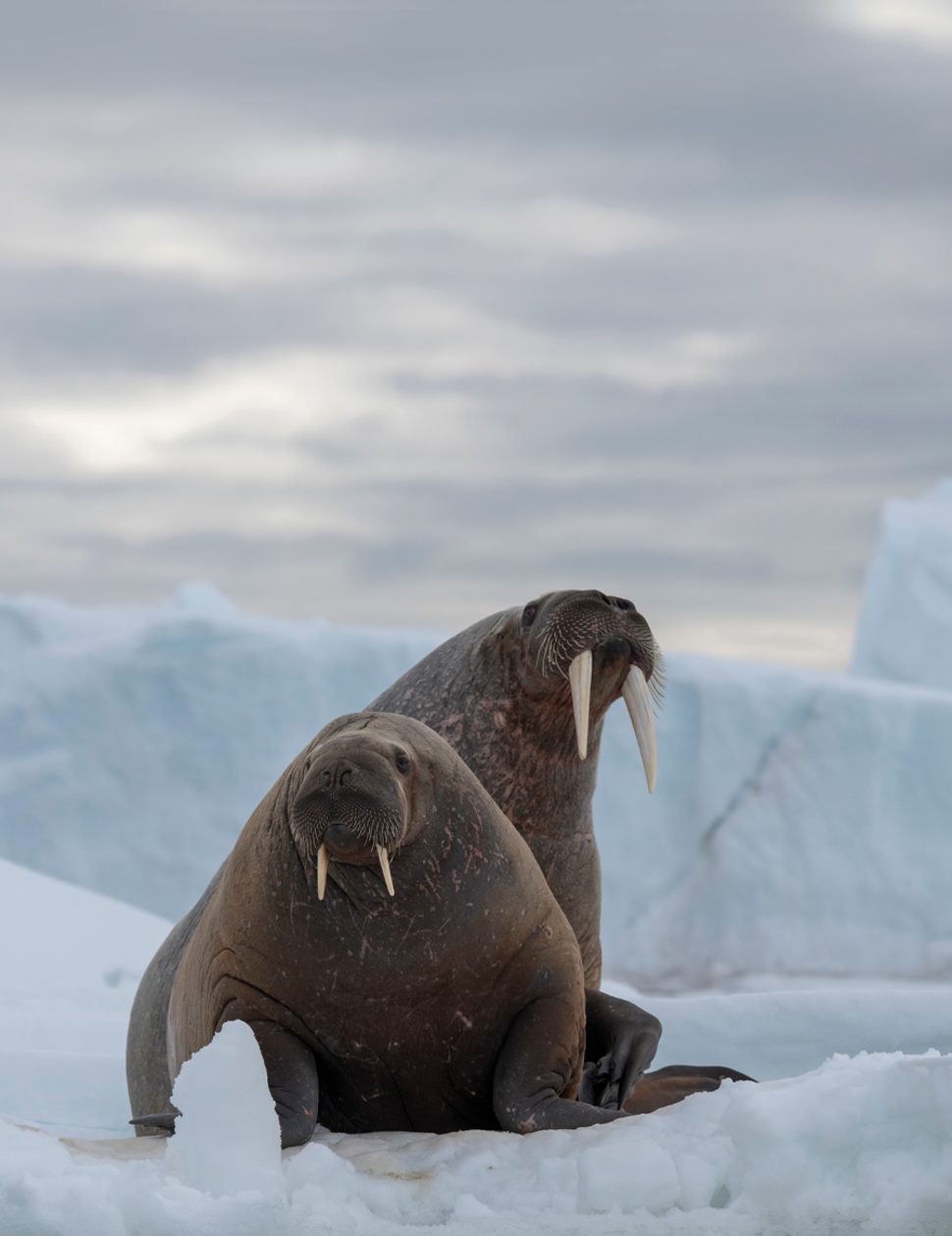 Norway Svalbard Walrus