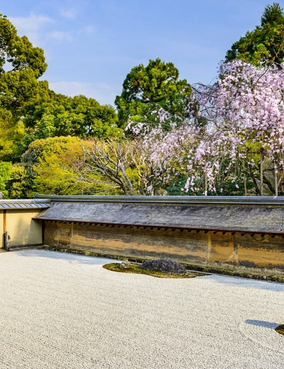 cherry blossom garden in japan