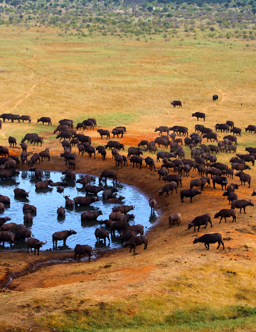 hot air balloon ride in maasai mara