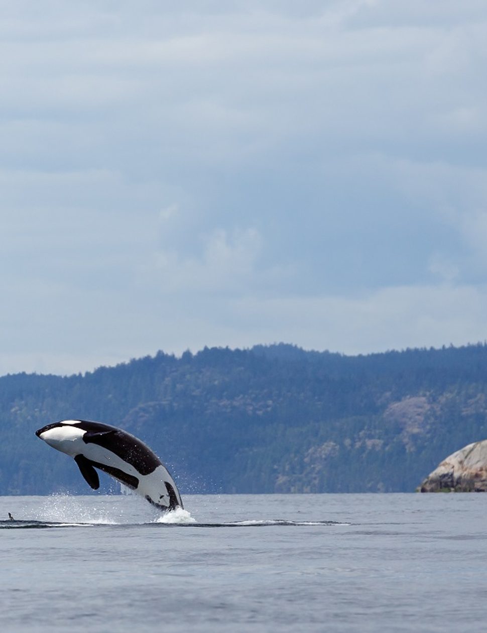 canada killer whale