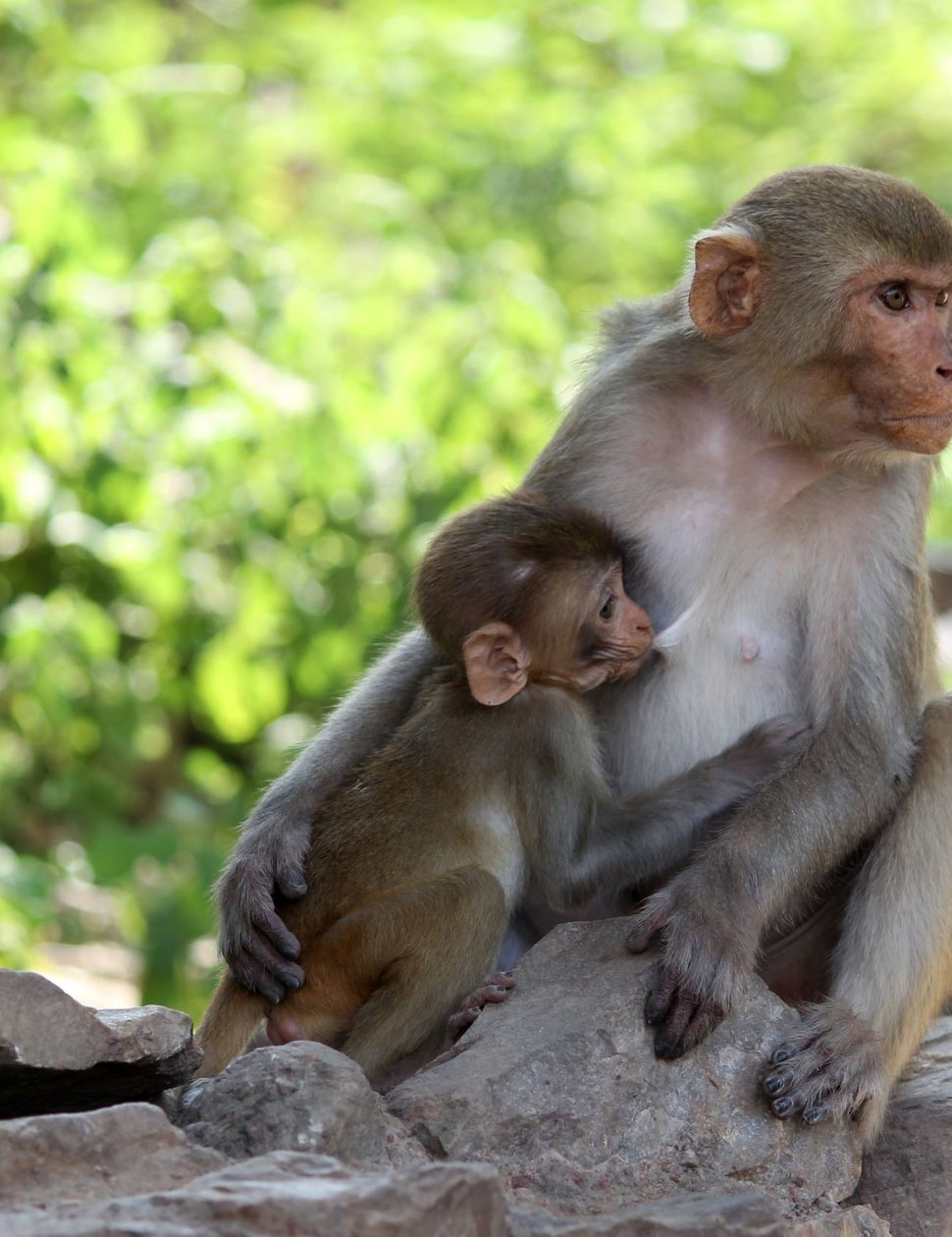 monkeys at bhangarh fort in india