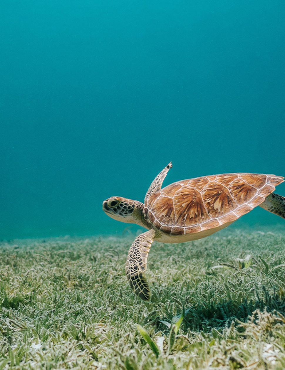 turtle in the maldives