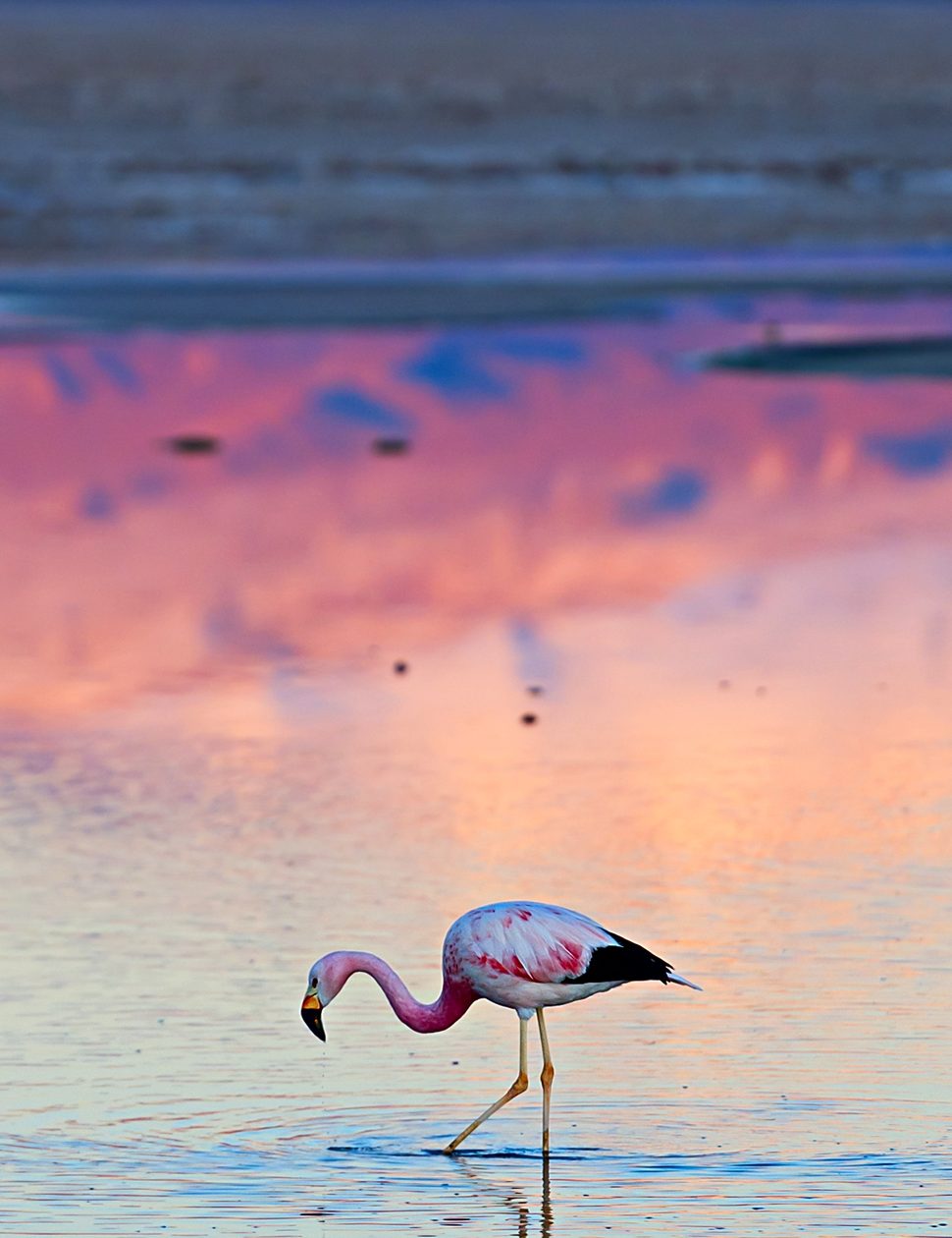 flamingo in atacama desert in chile