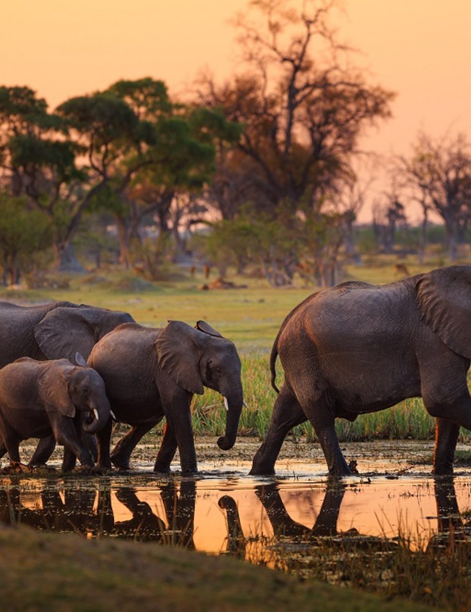 botswana elephant crossing