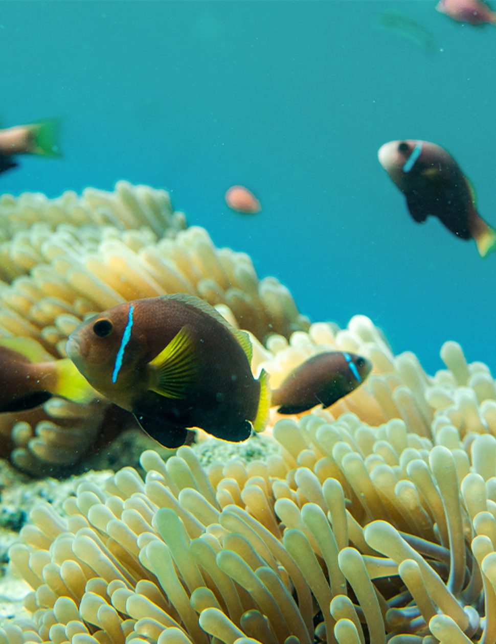 fish in the maldives