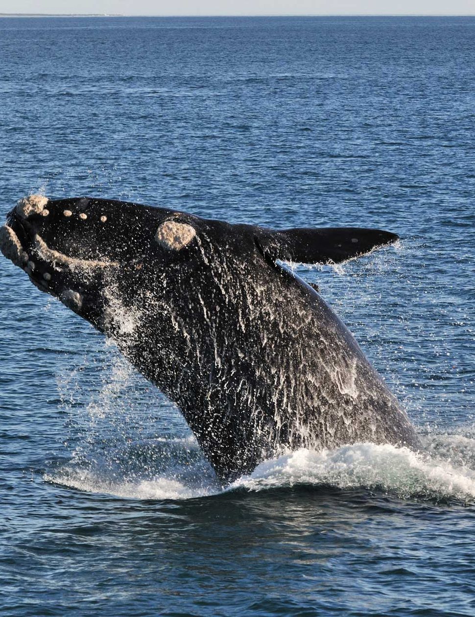 Whale watching in South Africa
