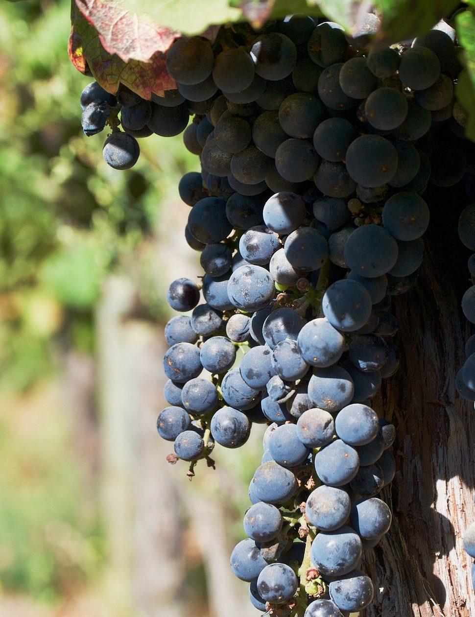 grapes chile