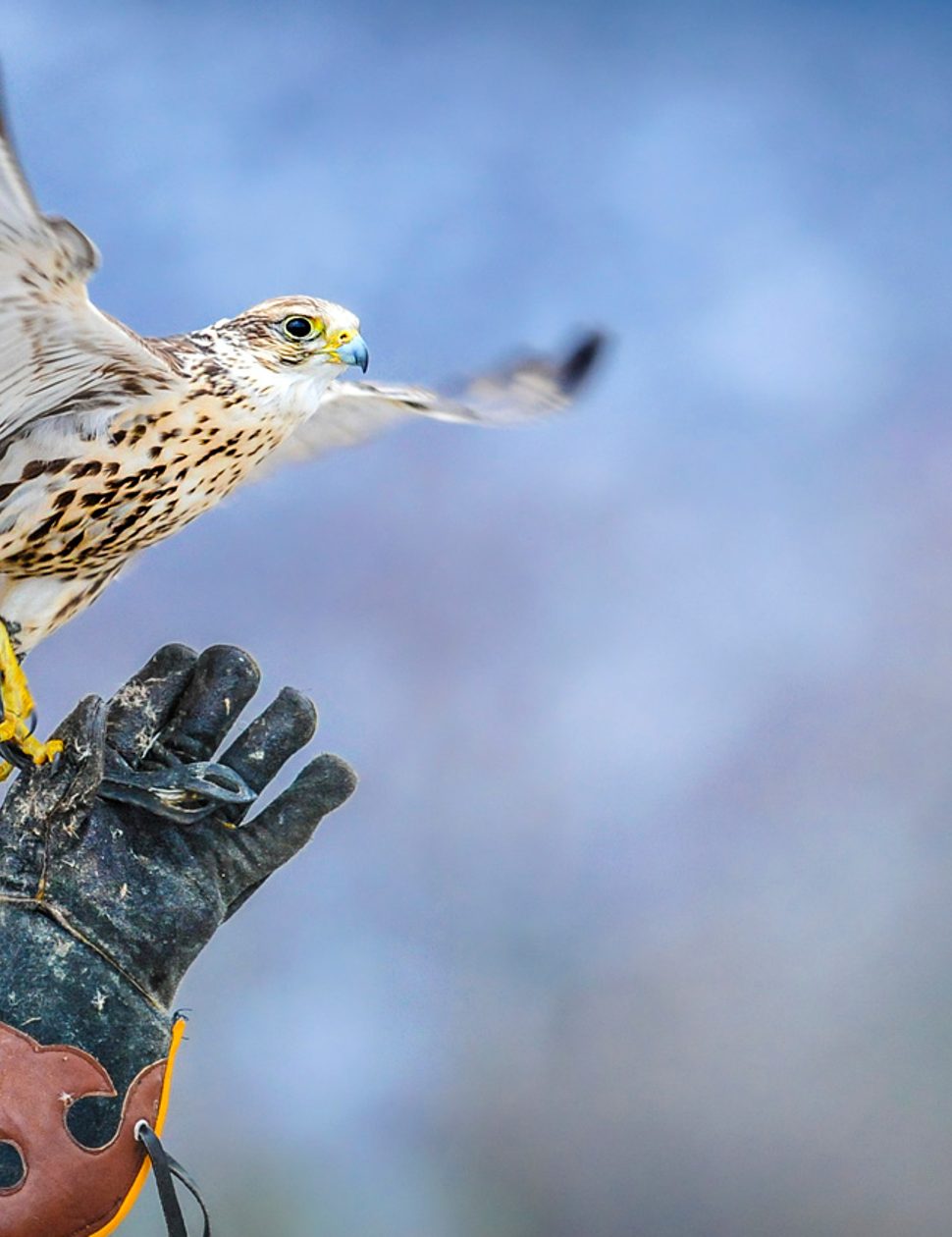 falconry in ireland