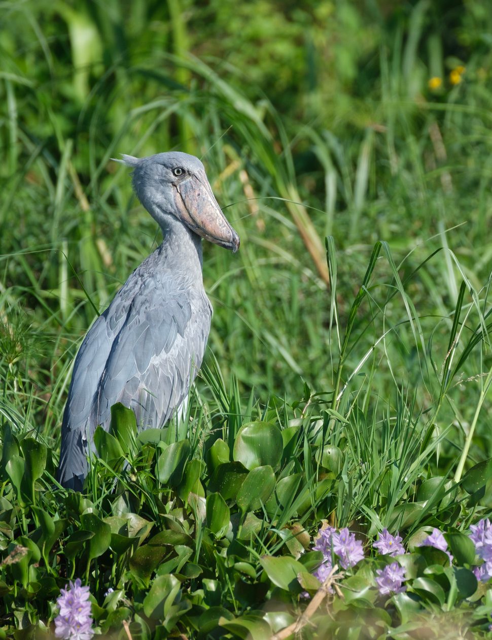 Shoebills at Murchison Falls, Uganda