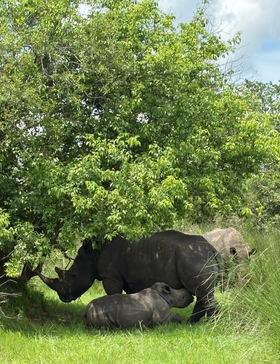 Rhino at Ziwa, under a tree, Uganda