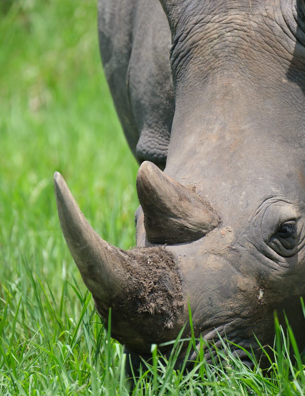 Rhino at Ziwa, Uganda