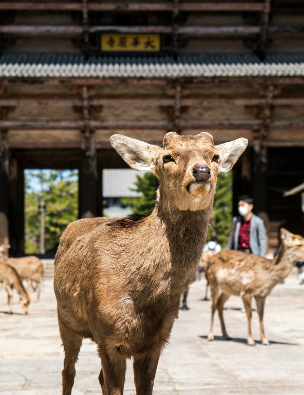 Deer at Nara, Japan