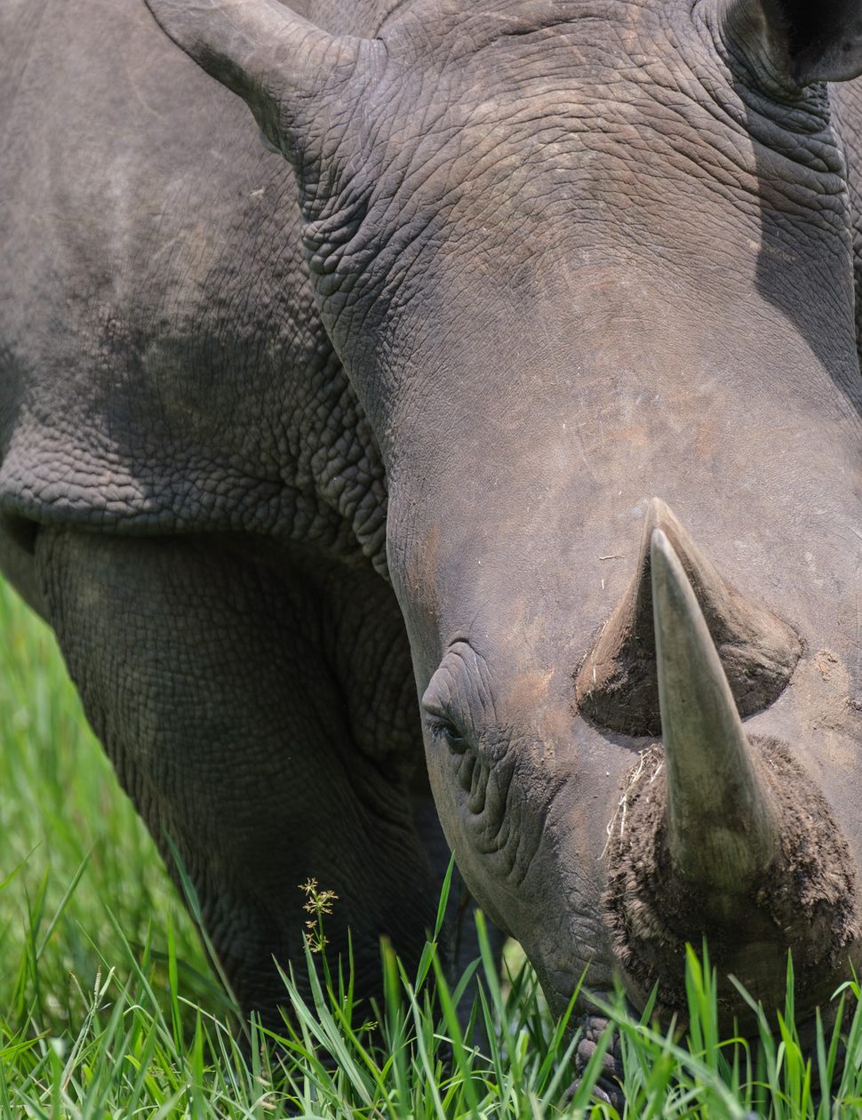 Rhino at Ziwa, Uganda