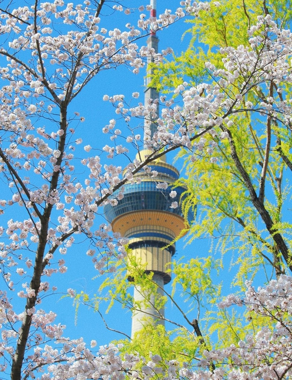 Cherry blossom in Beijing