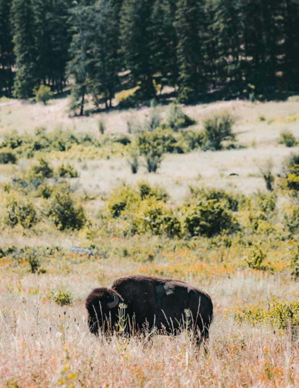 Bison in Montana, USA