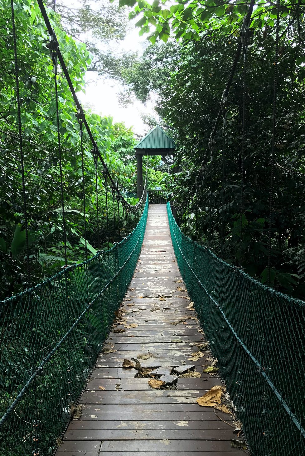 Suspension bridge through the jungle