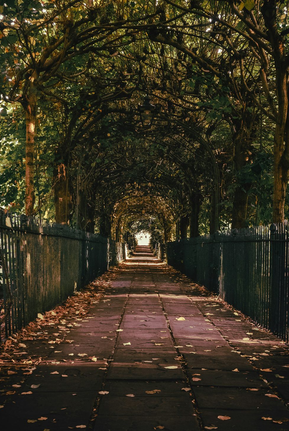A tree lined path in a Bristol park