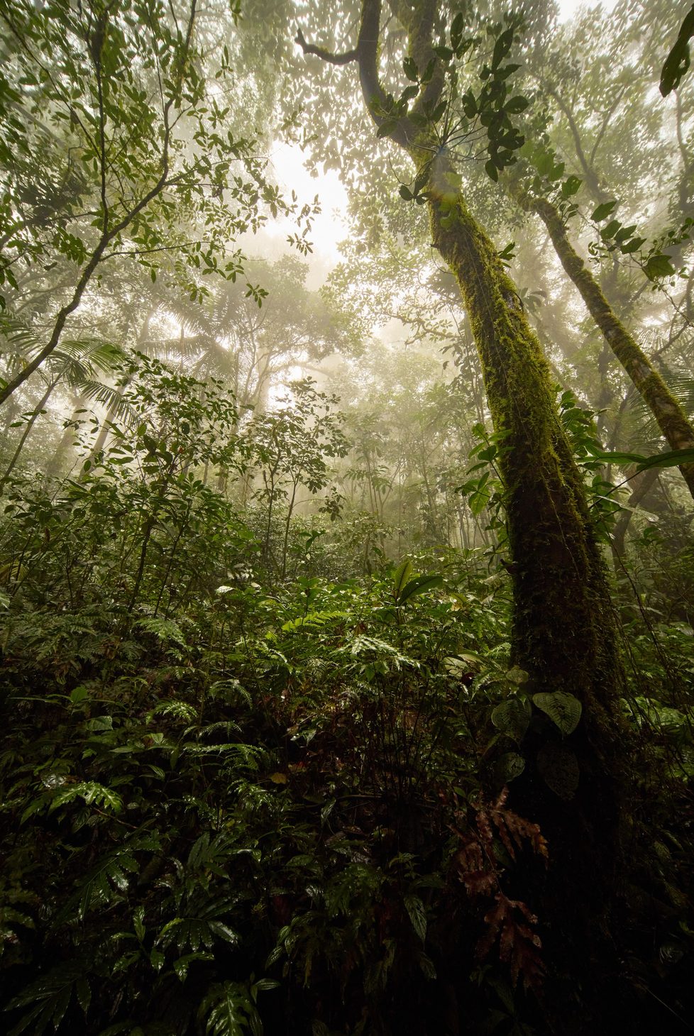 Costa Rica cloud forest