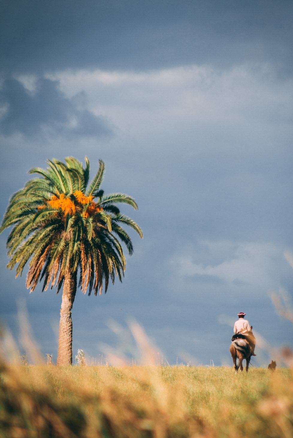 Gaucho in Argentina
